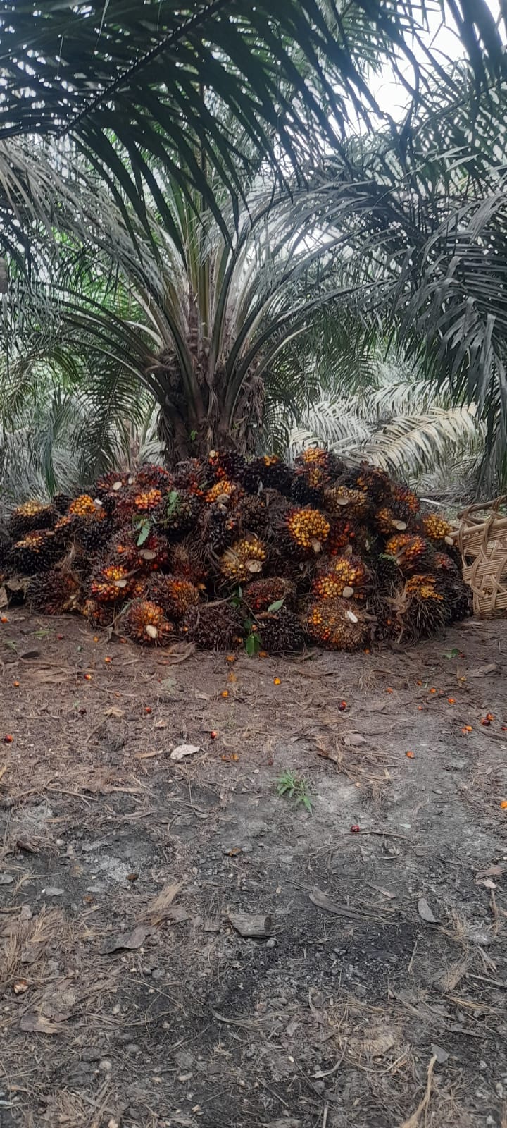 Tandan buah segar