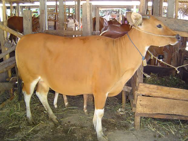 Lembu bali