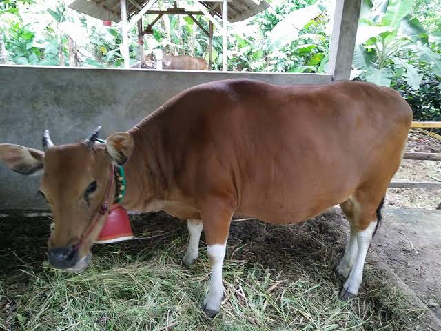 Lembu bali