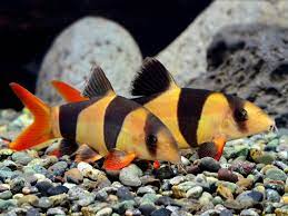 IKAN BOTIA