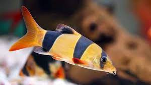 IKAN BOTIA