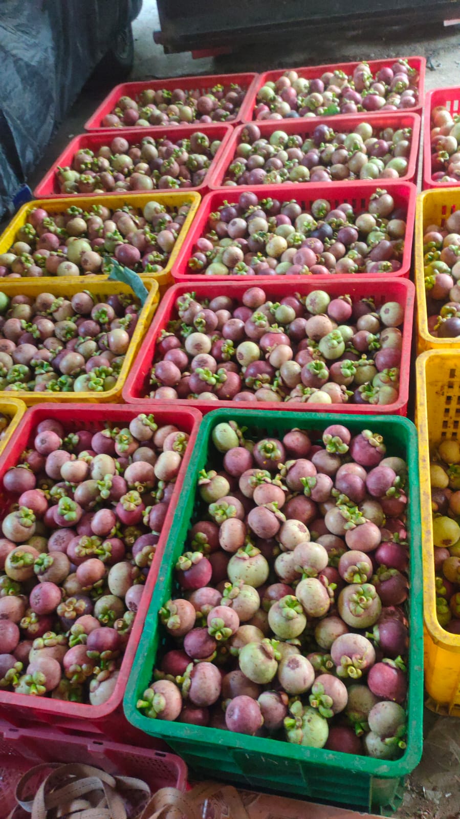 Manggis EXPORT 