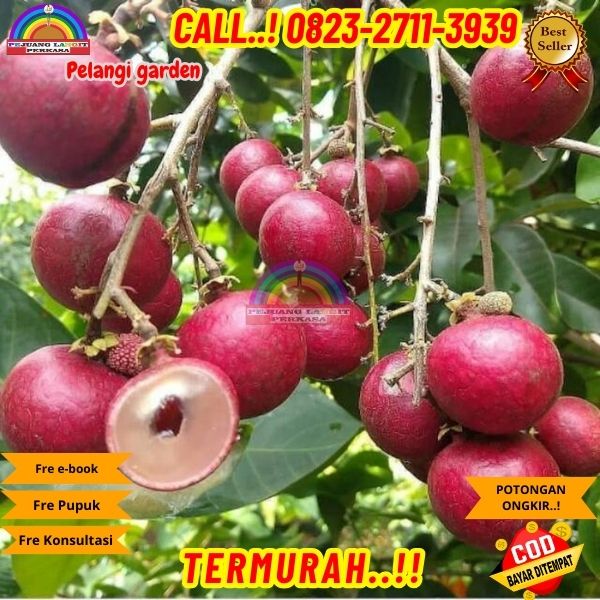 WA 082327113939 Jual Bibit Kelengkeng Merah