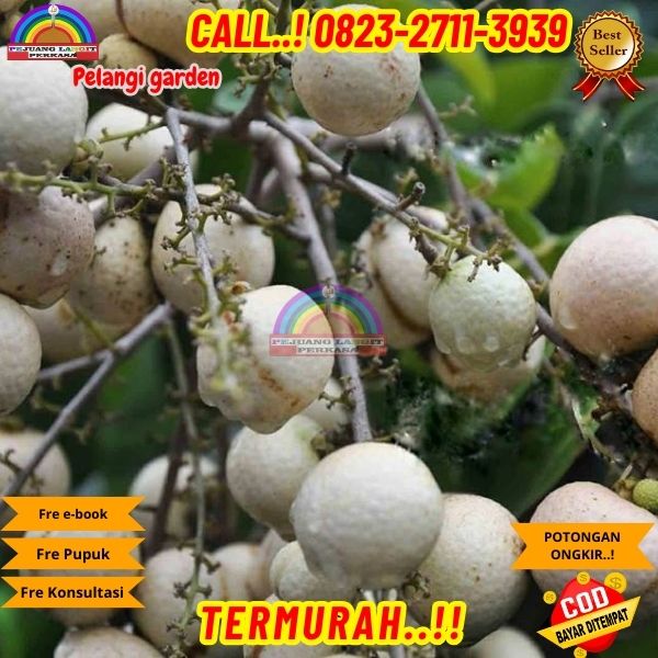 WA 082327113939 Jual Bibit Kelengkeng Matalada 