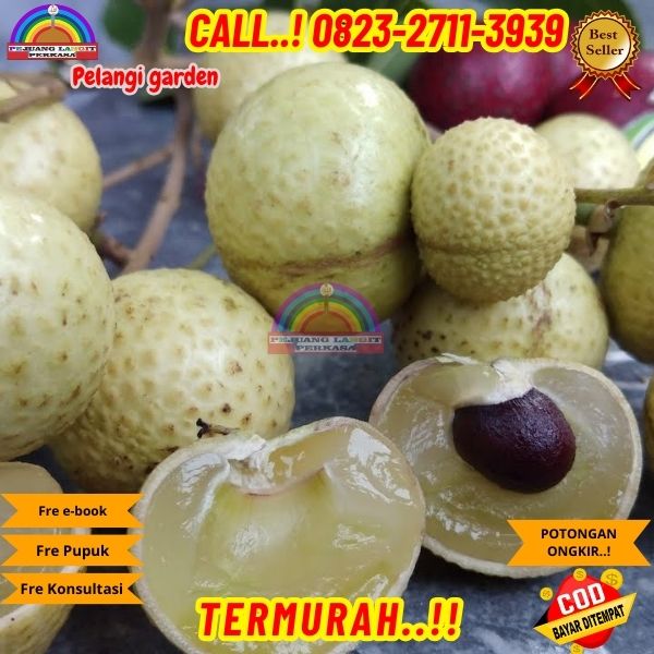 WA 082327113939 Jual Bibit Kelengkeng Matalada 
