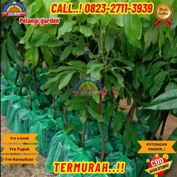 WA 082327113939 Jual Bibit Kelengkeng Matalada 