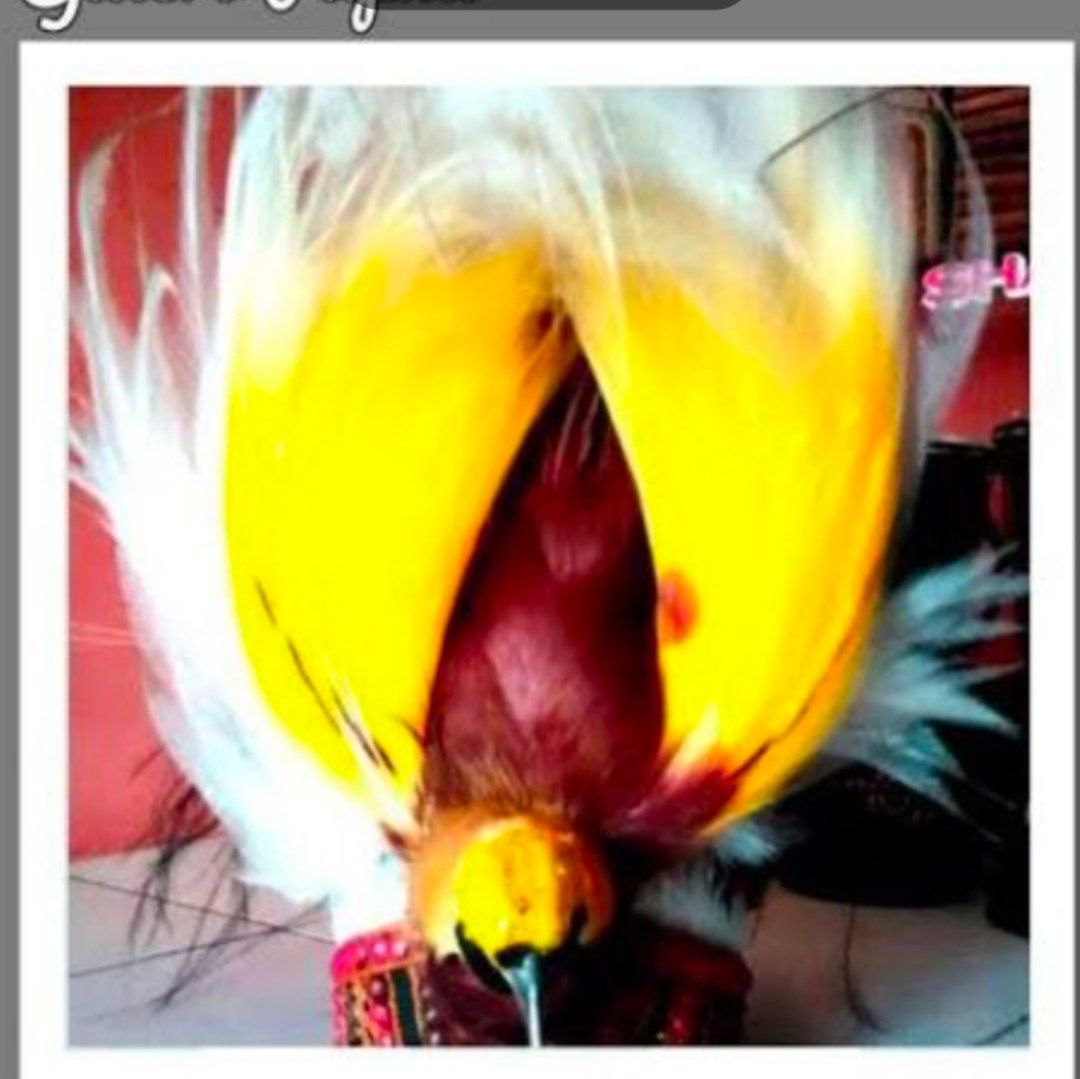 Mahkota Cendrawasi
