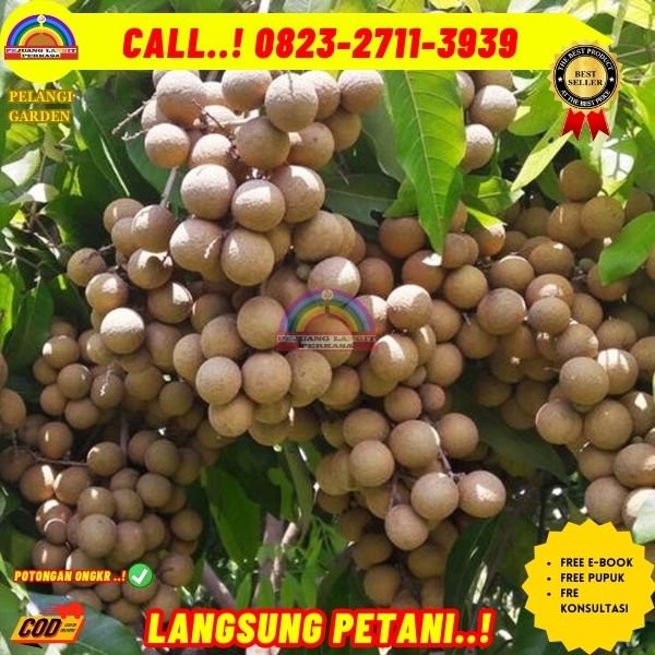  WA 082327113939 Jual Bibit Kelengkeng Itoh Prambanan 