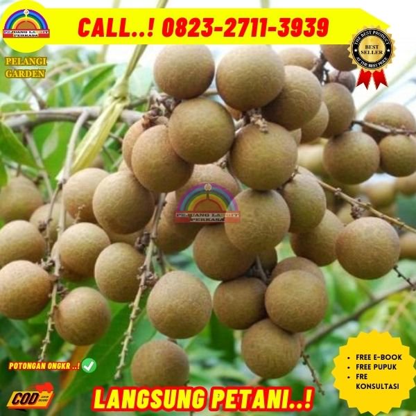  WA 082327113939 Jual Bibit Kelengkeng Itoh Prambanan 