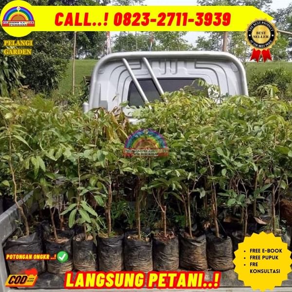  WA 082327113939 Jual Bibit Kelengkeng Itoh Prambanan 