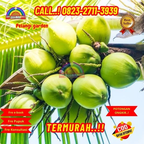 WA 082327113939 Penjual Pohon Kelapa Hutan 