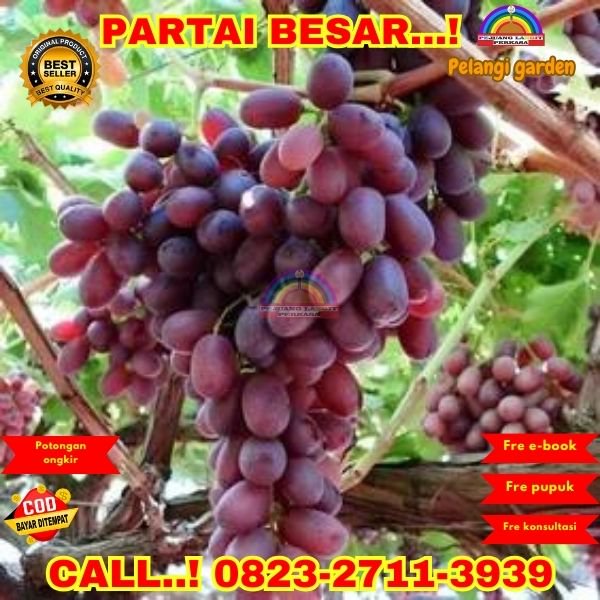  WA 082327113939 Jual Bibit Anggur Seedless 
