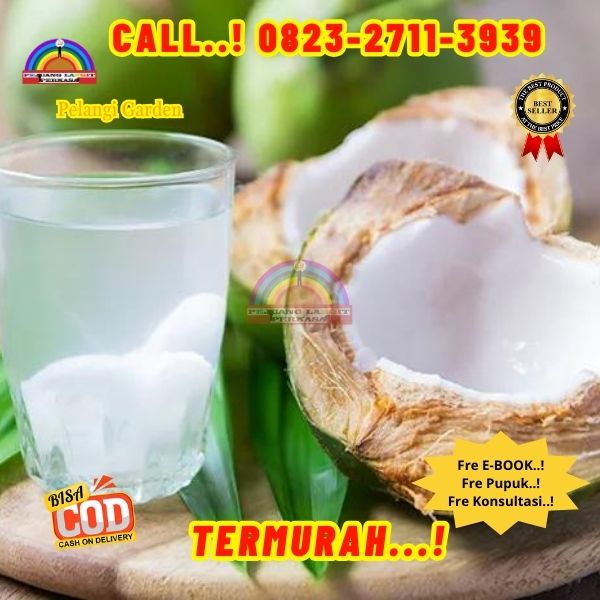 WA 082327113939 Penjual Pohon Kelapa Muda