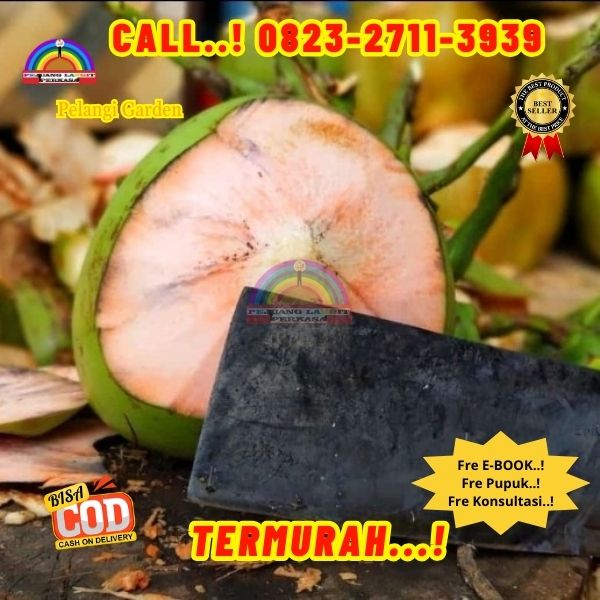 WA 082327113939 Penjual Pohon Kelapa Nias 