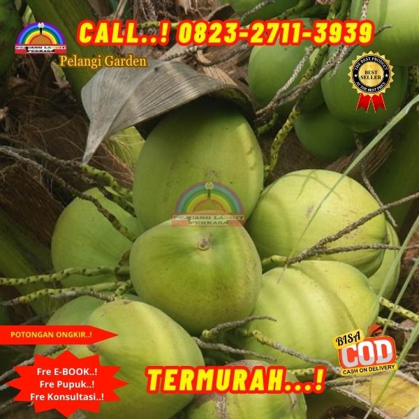 WA 082327113939 Penjual  Pohon Kelapa Rendah 