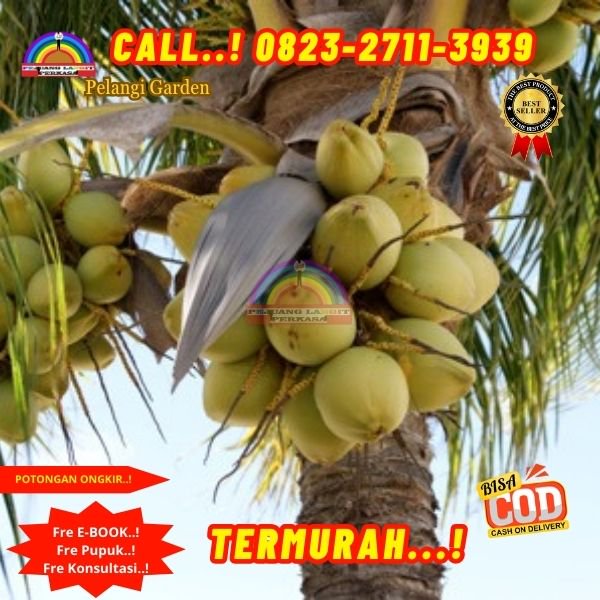 WA 082327113939 Penjual Pohon Kelapa Rangda