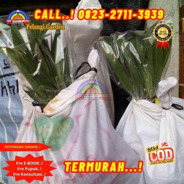 WA 082327113939 Penjual Pohon Kelapa Rangda