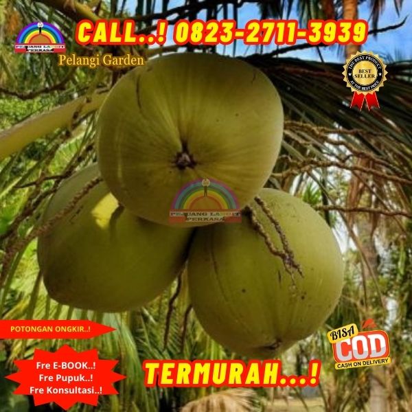 WA 082327113939 Penjual  Pohon Kelapa Rewulu 