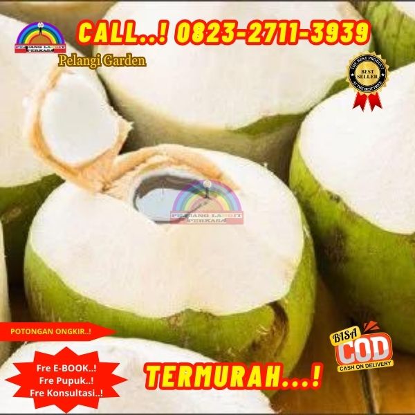 WA 082327113939 Penjual  Pohon Kelapa Rewulu 