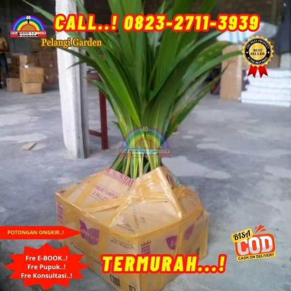 WA 082327113939 Penjual  Pohon Kelapa Rewulu 