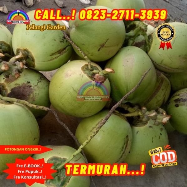 WA 082327113939 Penjual Pohon Kelapa Depan Rumah