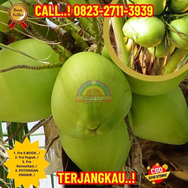 WA 082327113939 Penjual Pohon Kelapa Untuk Taman 