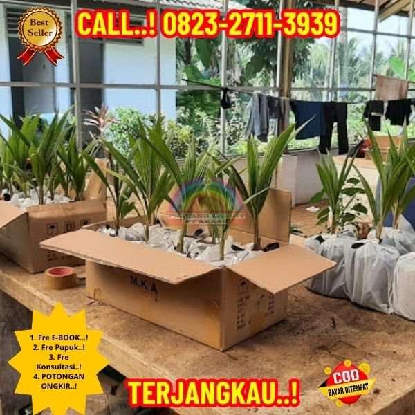 WA 082327113939 Penjual Pohon Kelapa Untuk Taman 