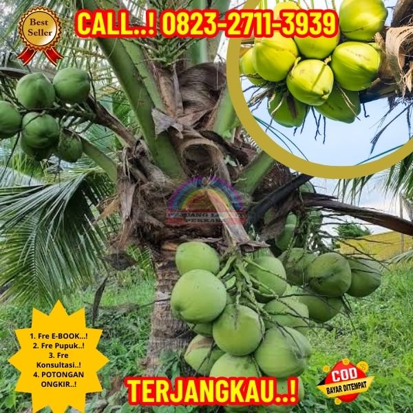 WA 082327113939 Penjual Pohon Kelapa Varigata