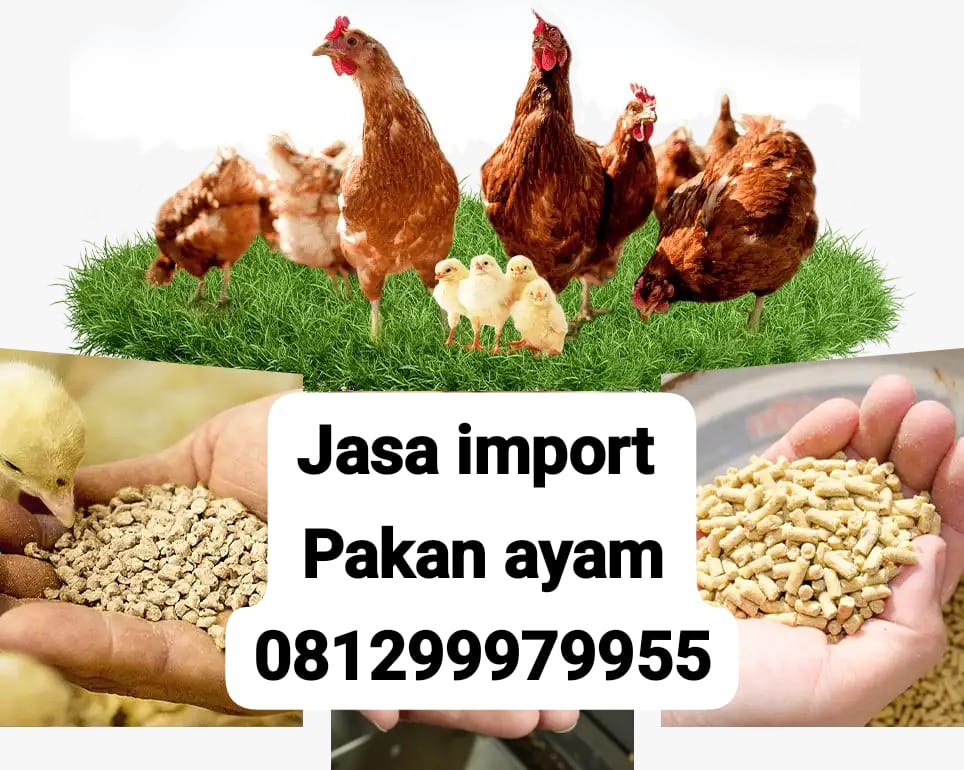 JASA IMPORT PAKAN AYAM