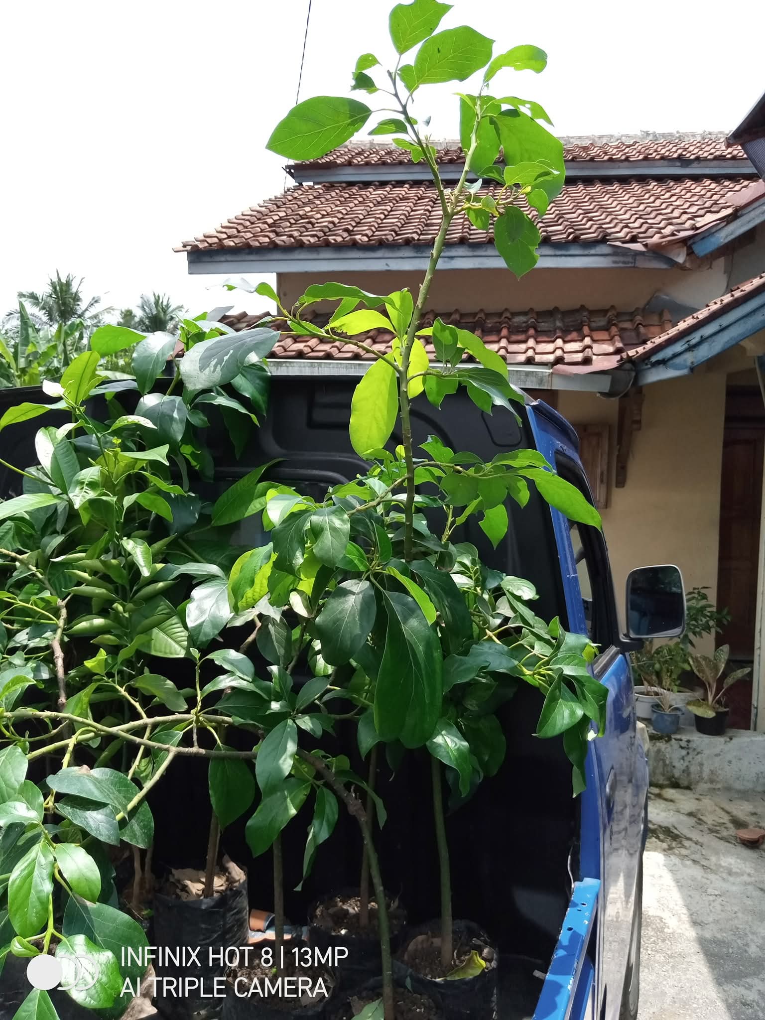 Bibit kopi
