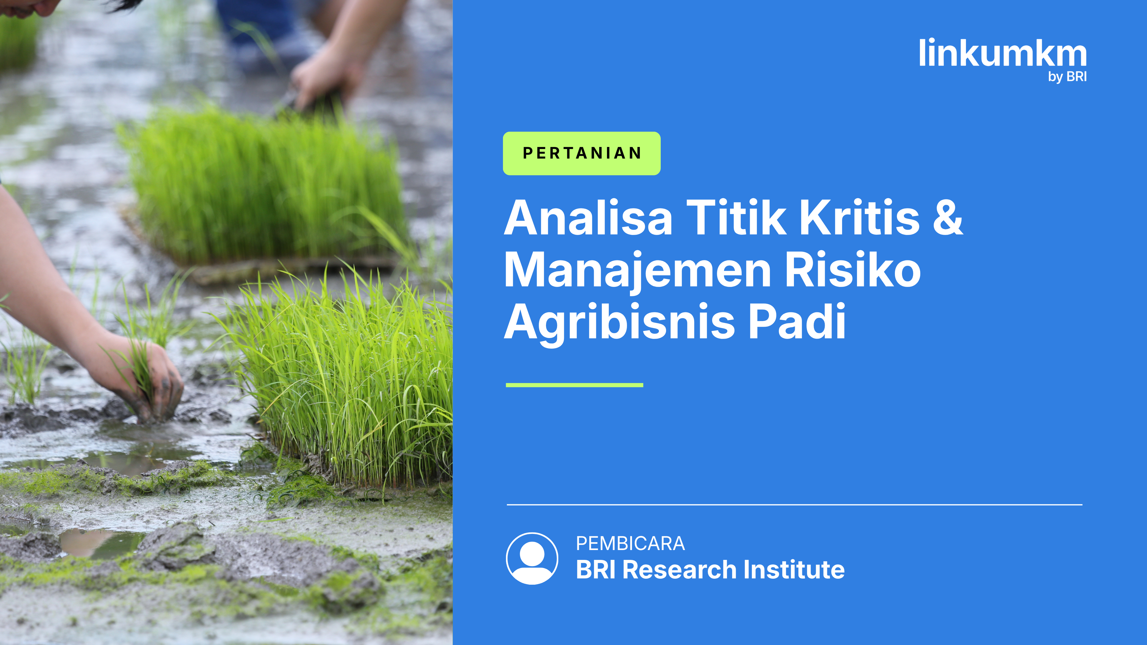Analisa Titik Kritis dan Manajemen Risiko Agribisnis Padi