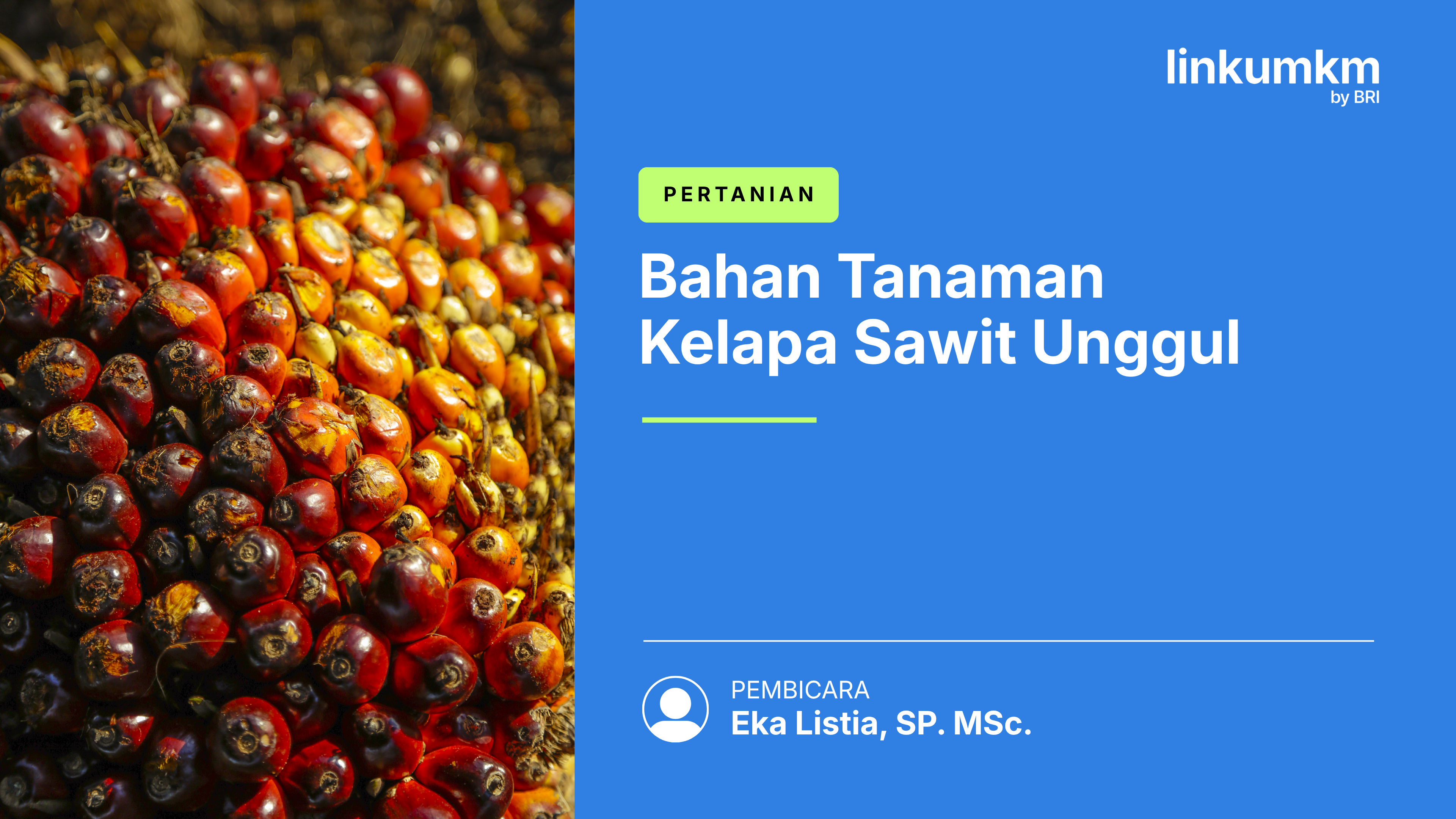 Bahan Tanaman Kelapa Sawit Unggul