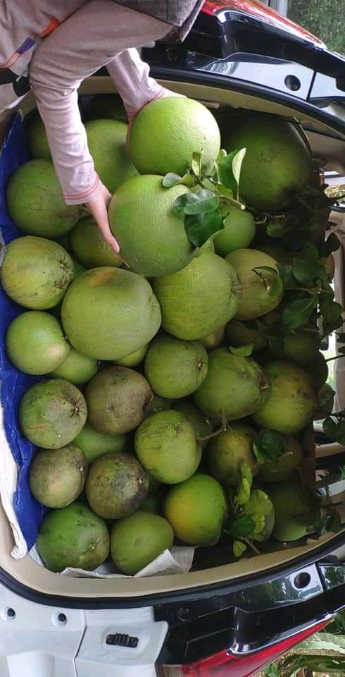 Jeruk pamelo