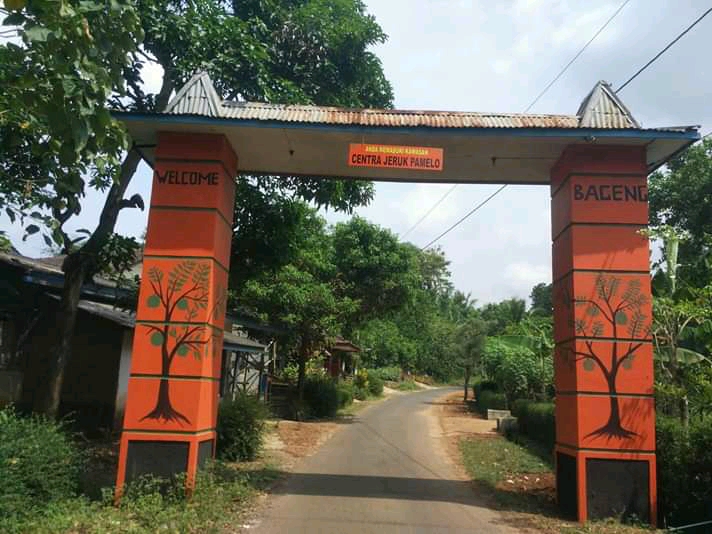 Bibit jeruk pamelo madu bageng