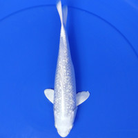 ikan hias