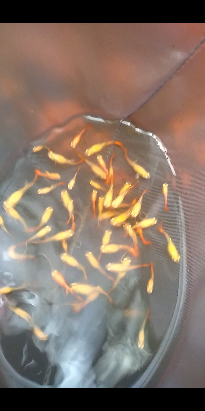 Ikan hias