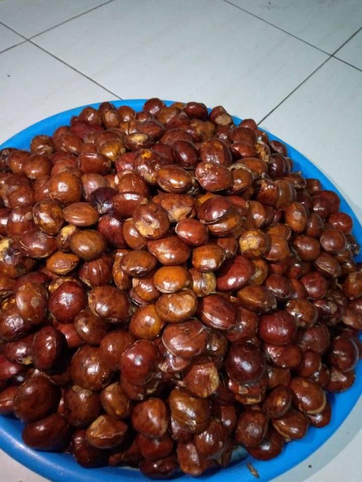 Jengkol 
