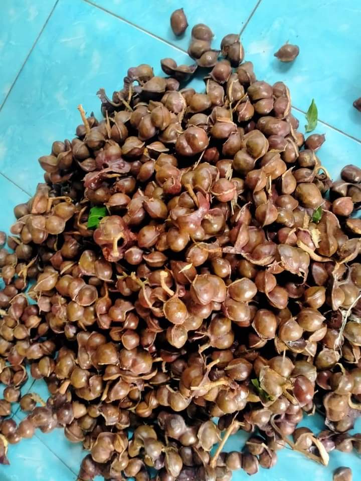 Jengkol 