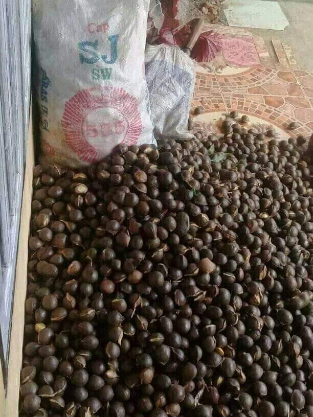 Jengkol 