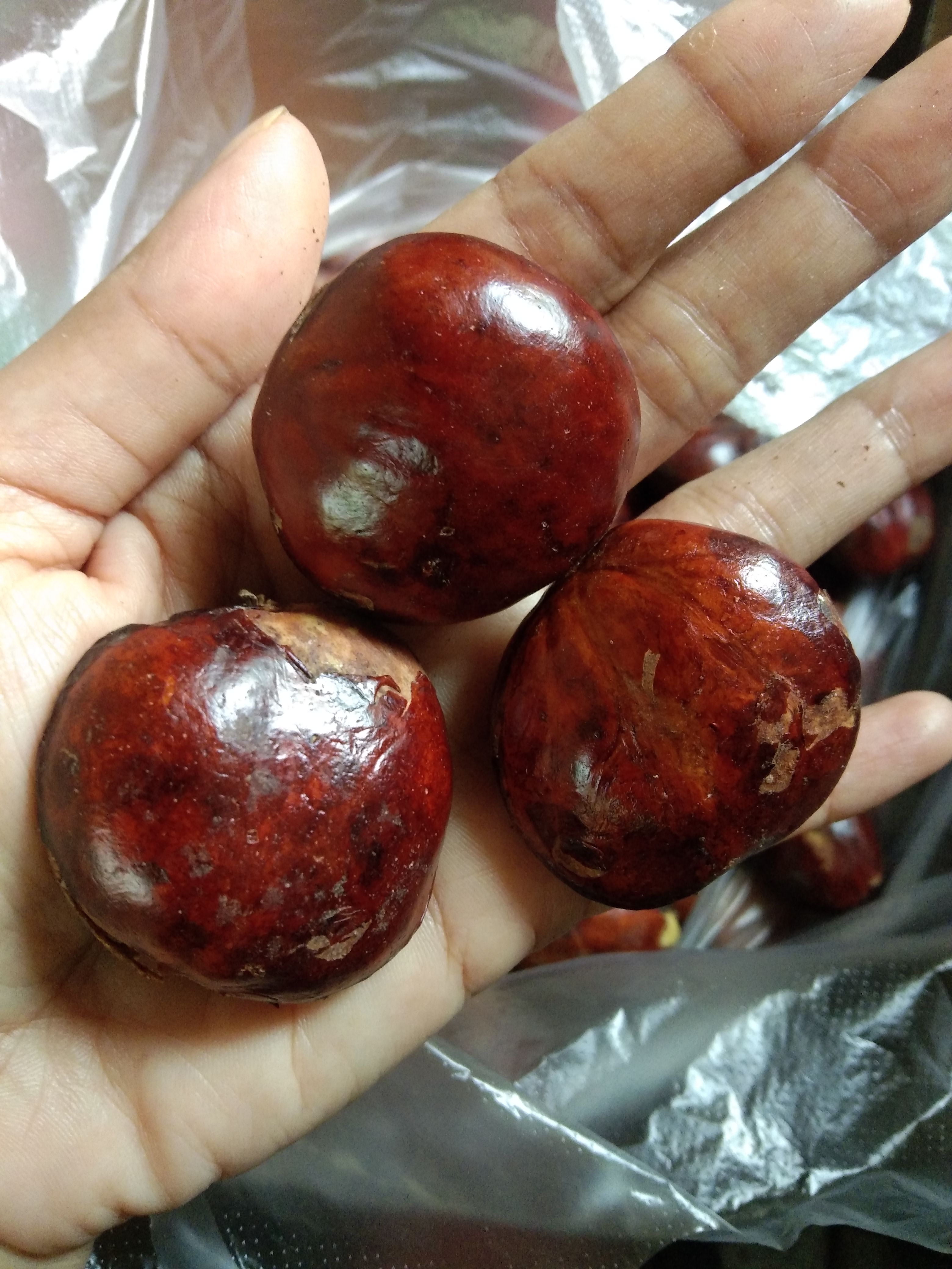 Jengkol 