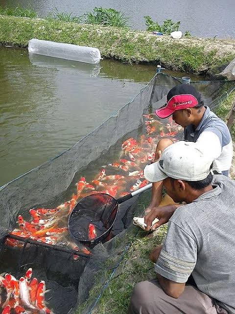 Ikan koi