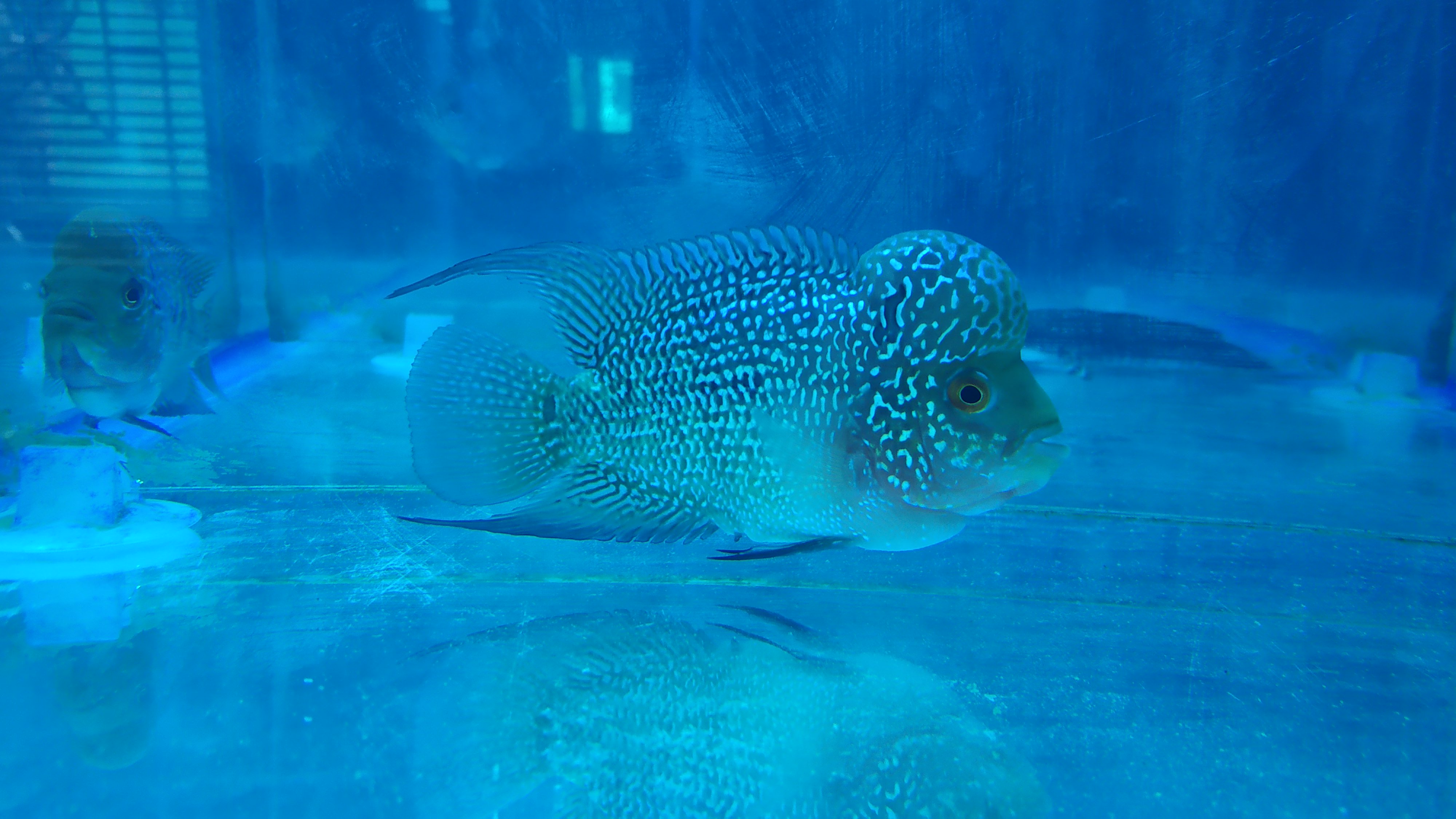 Ikan lohan