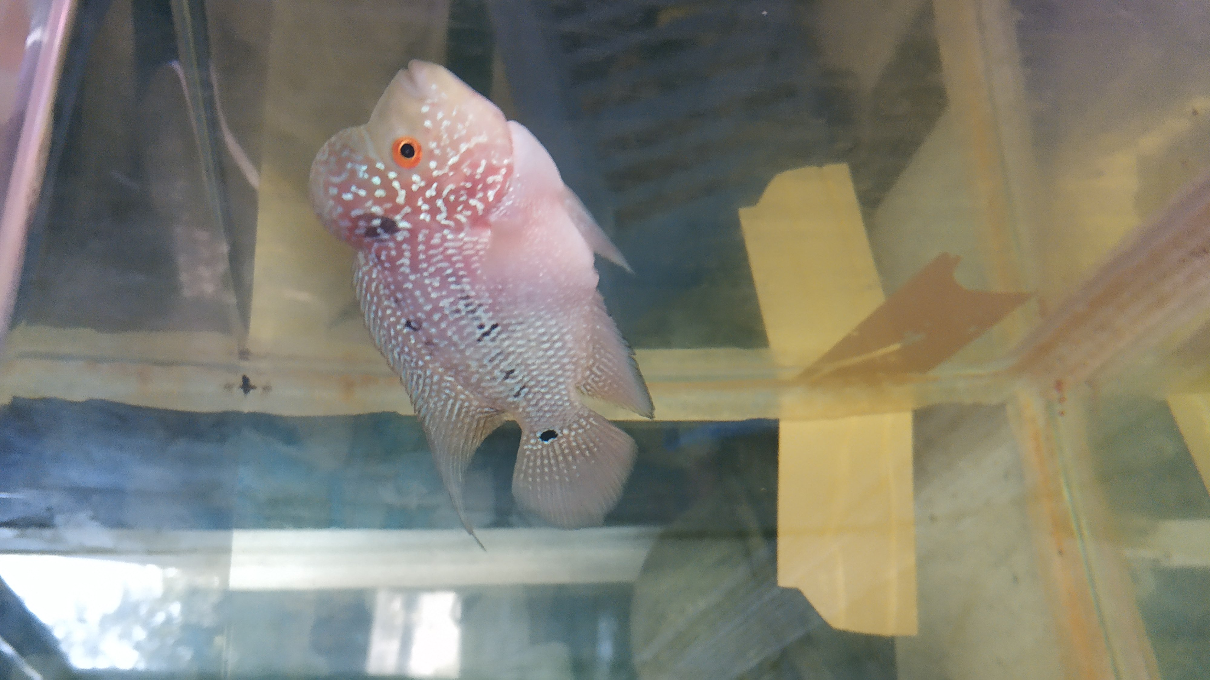 Ikan lohan