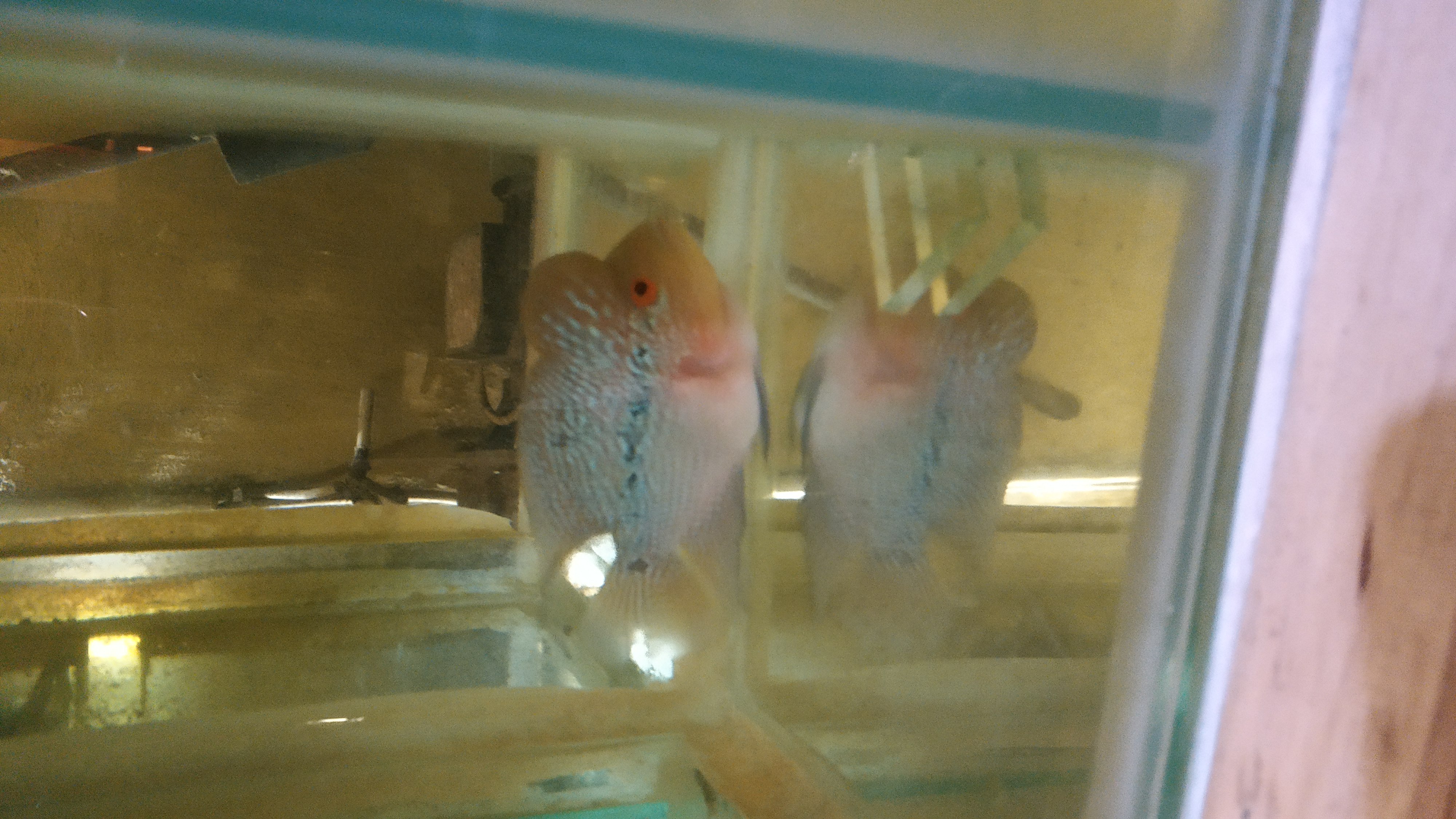 Ikan lohan