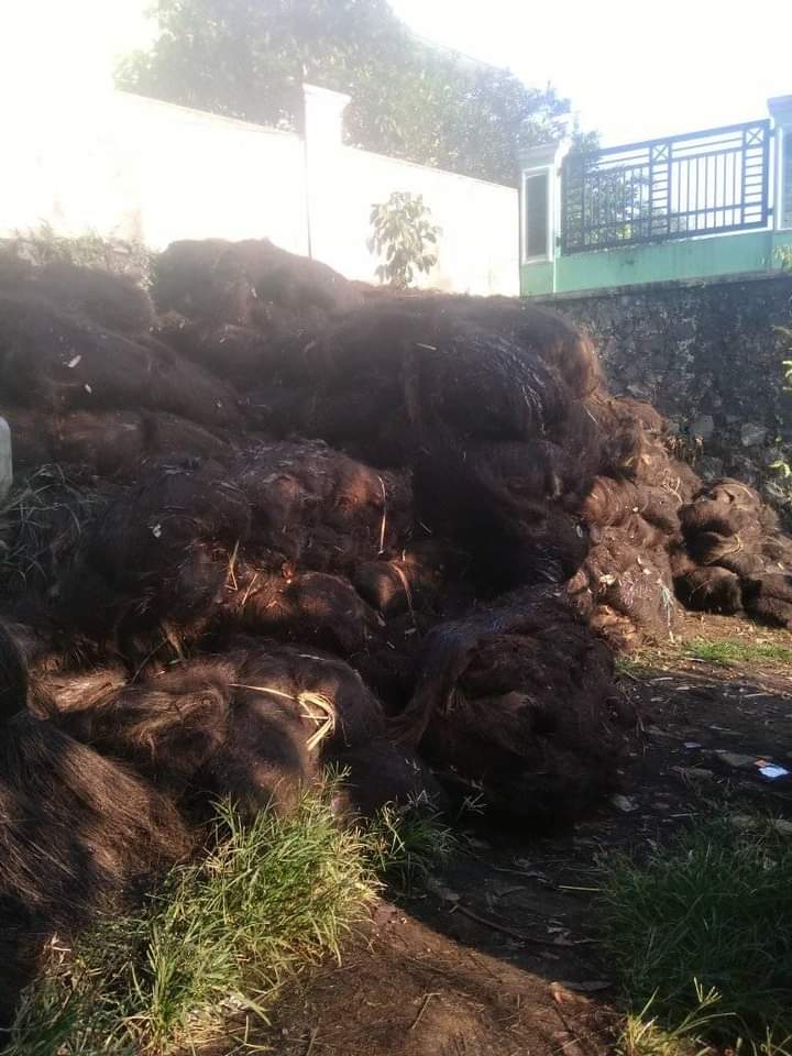 Sapu injuk