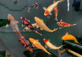 Ikan Koi