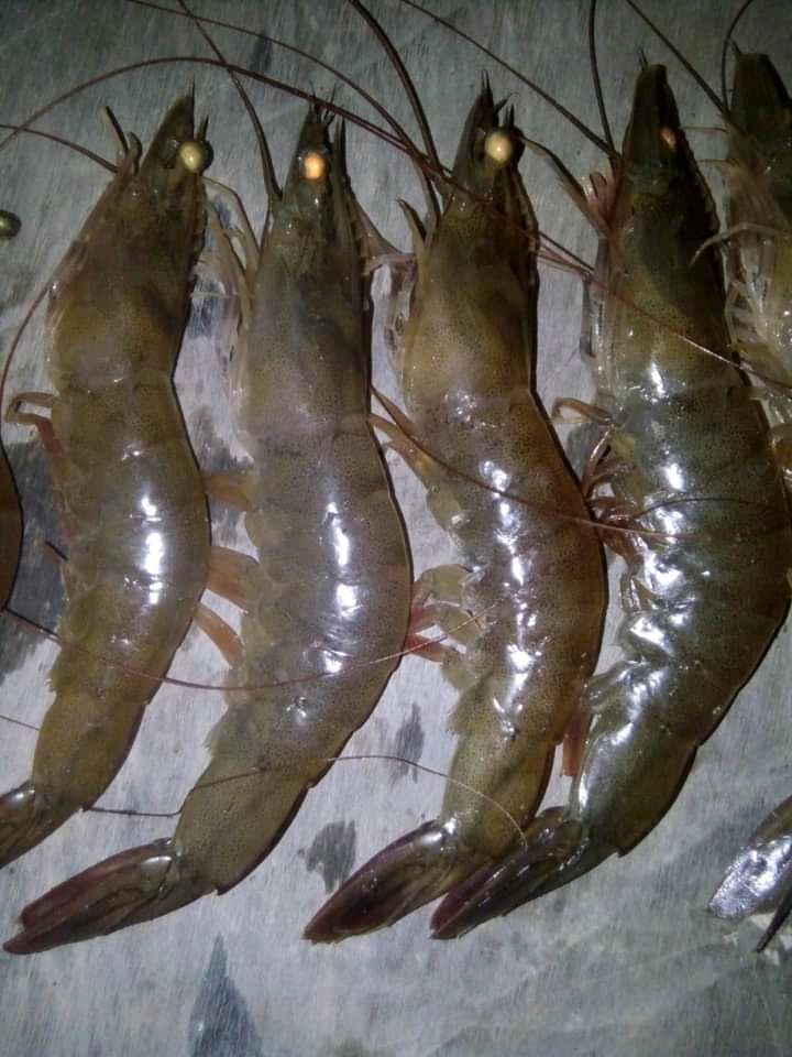 Hasil tambak