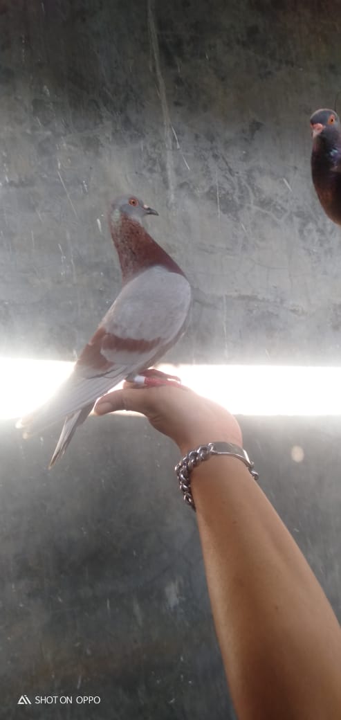 Jualan burung merpati online
