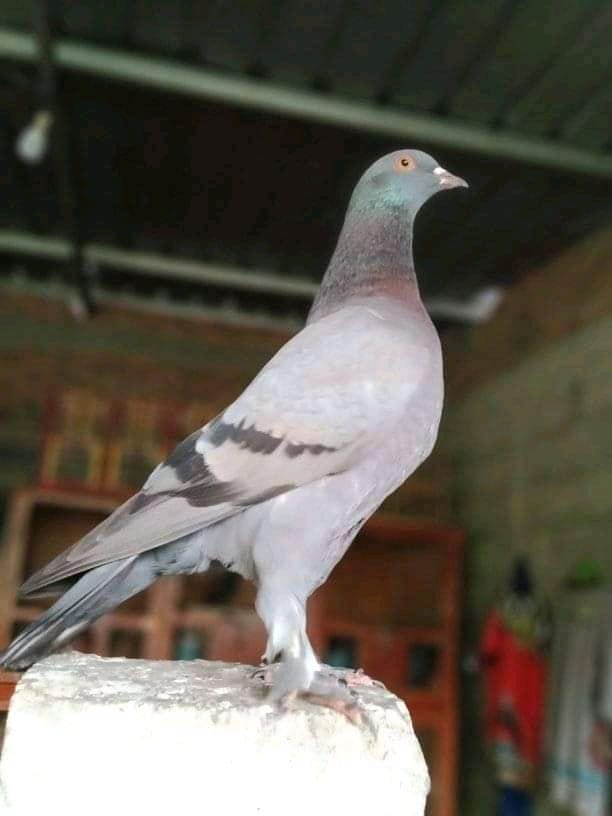 Jualan burung merpati online