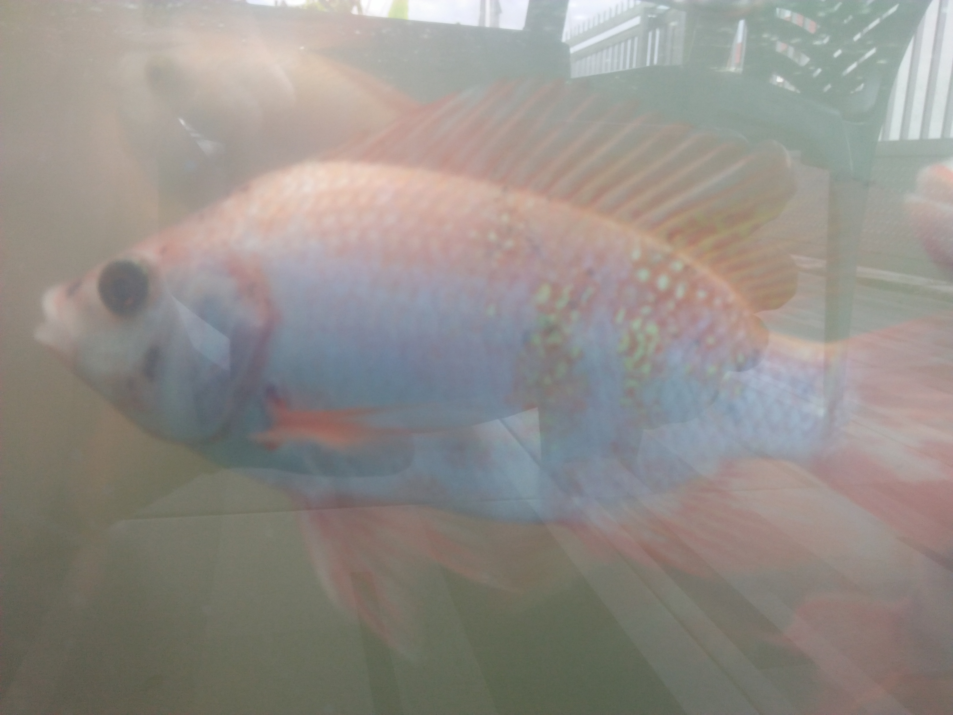 Ikan Nila dan Koi